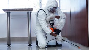 seo blogging tips for pest control companies in redding